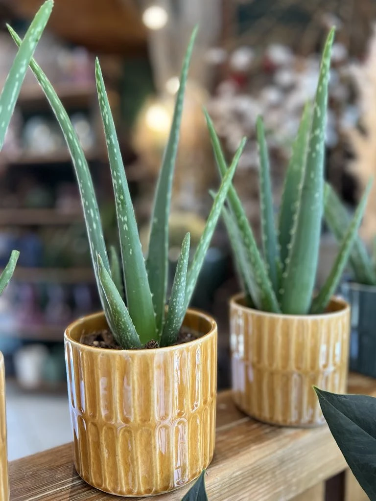 Aloe vera dans son pot jaune