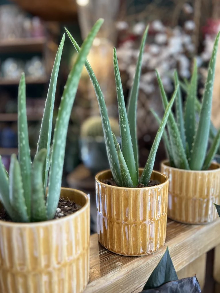 Aloe vera dans son pot jaune