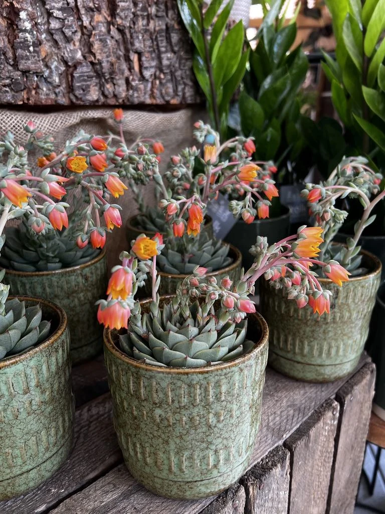 Echeveria dans son pot vert