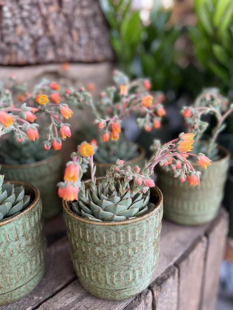 Echeveria dans son pot vert