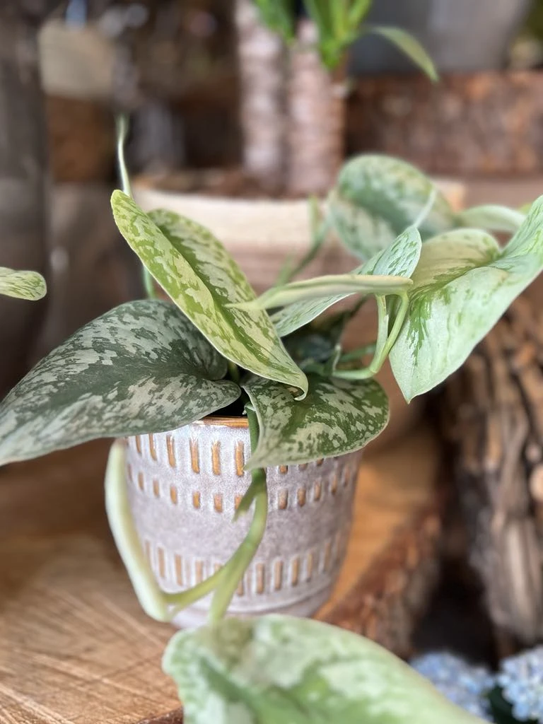 Scindapsus retombant dans son pot