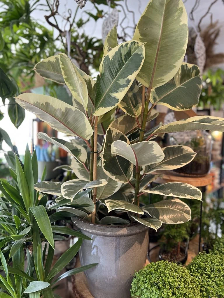 Ficus elastica Tineke