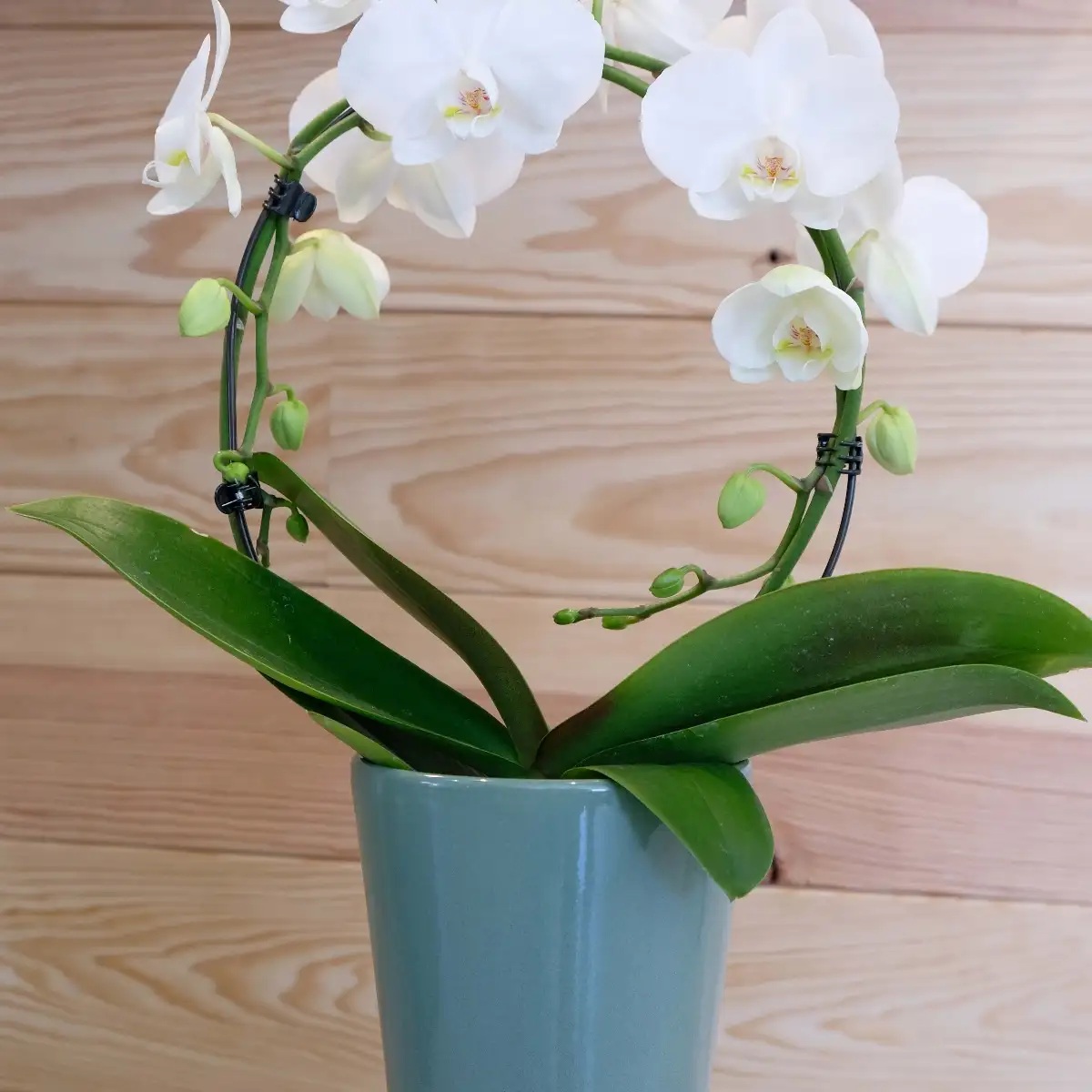 Orchidée blanche