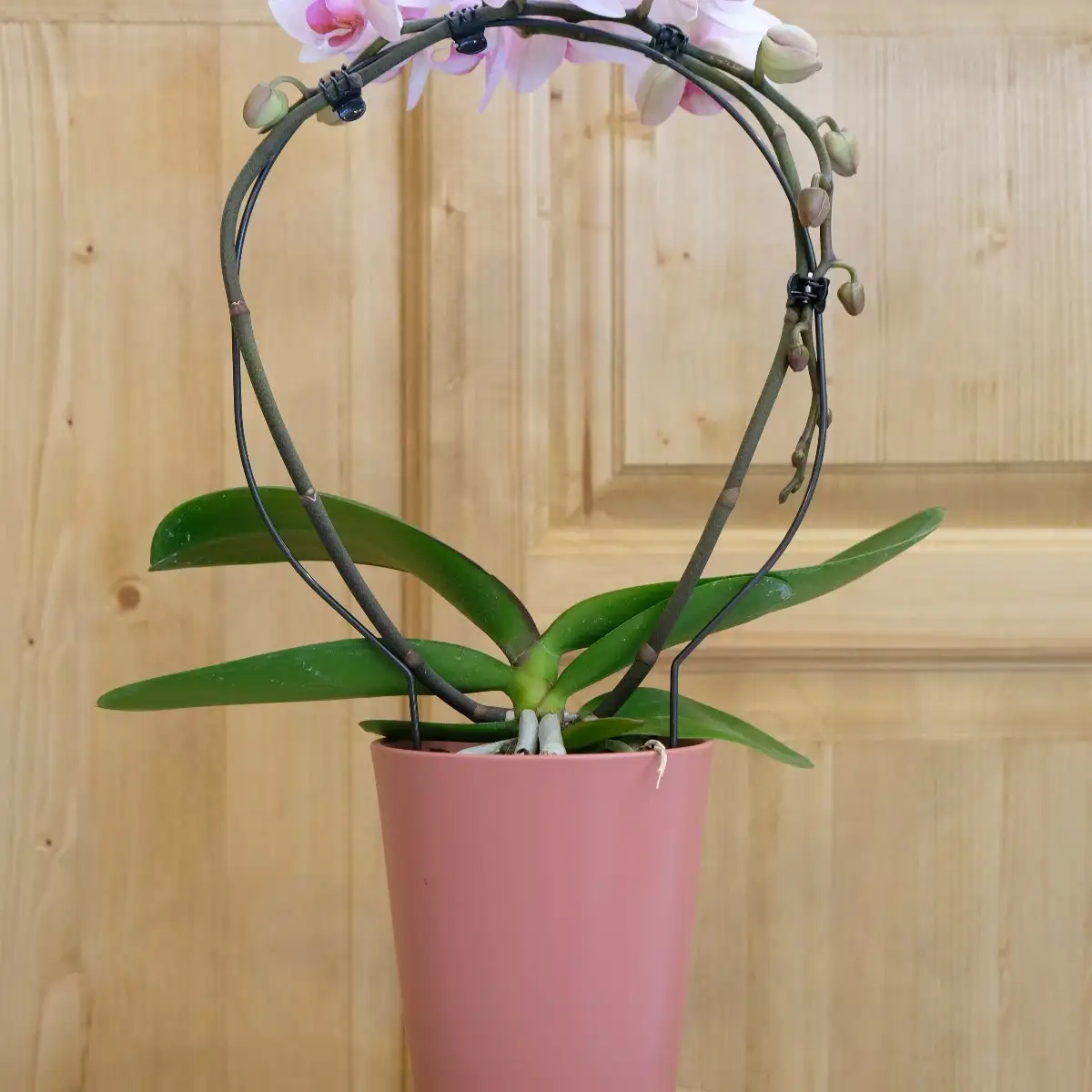 Orchidée rose