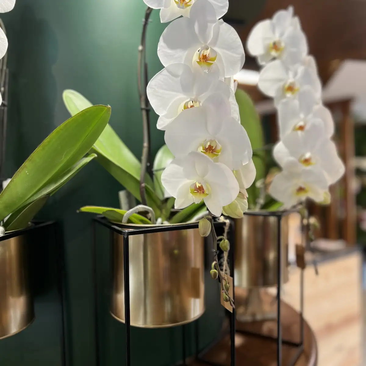 Phalaenopsis "cascade"
