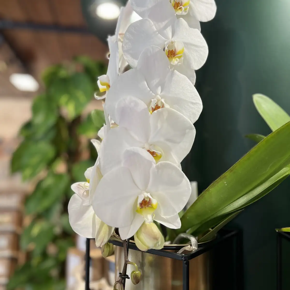 Phalaenopsis "cascade"
