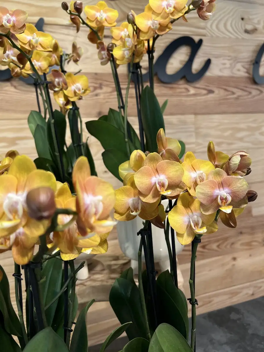 Orchidée Orange
