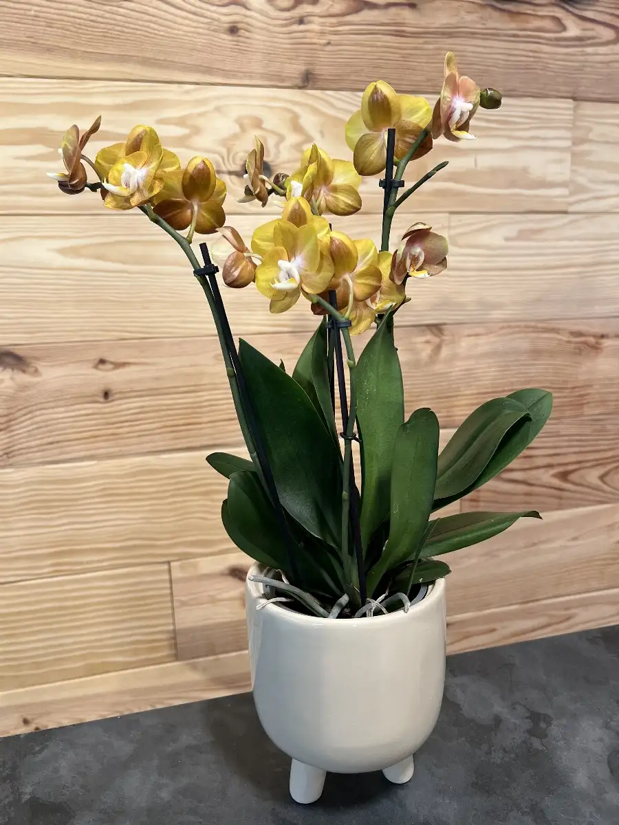 Orchidée Orange