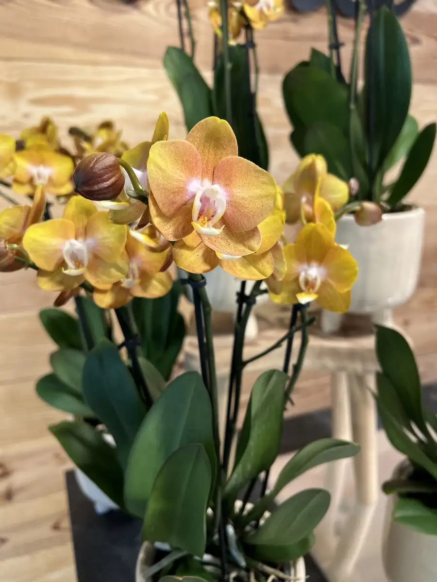 Orchidée Orange