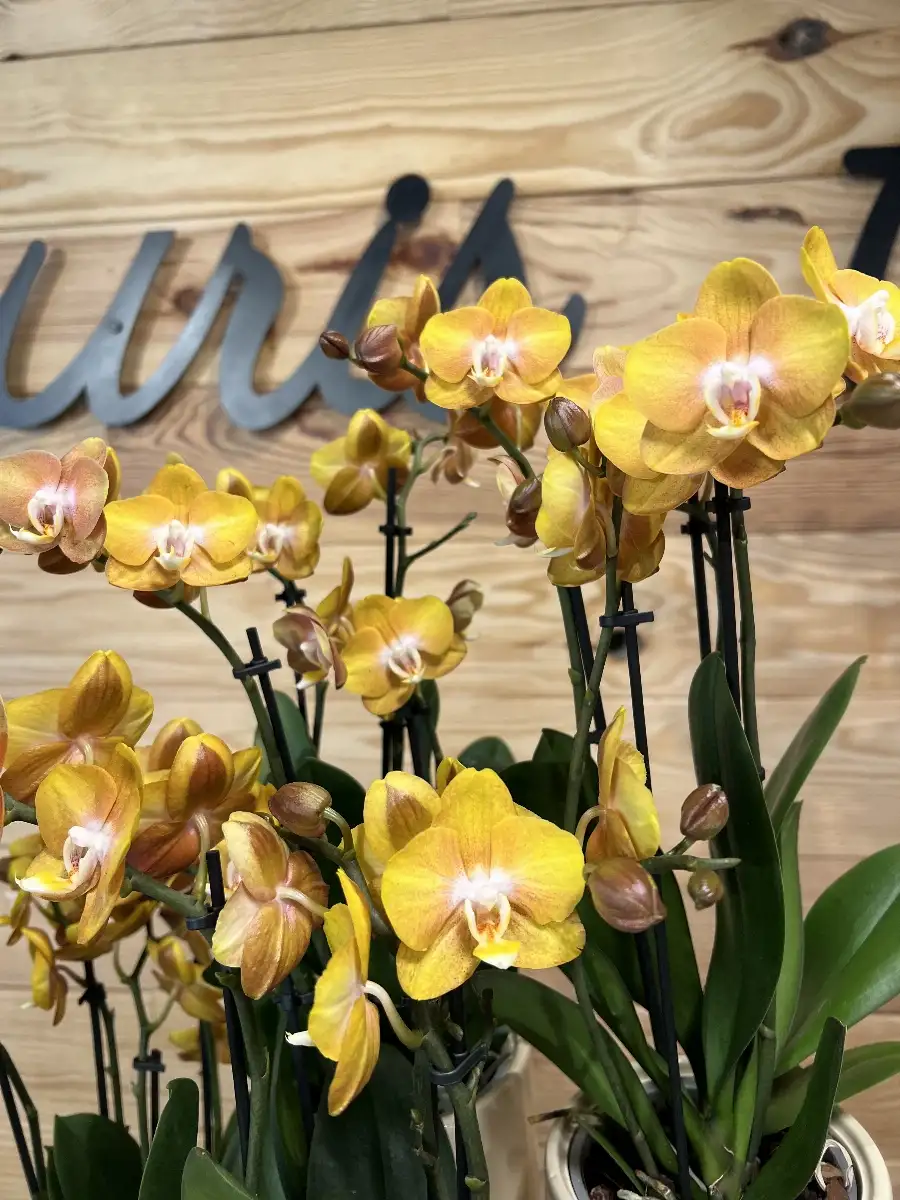 Orchidée Orange