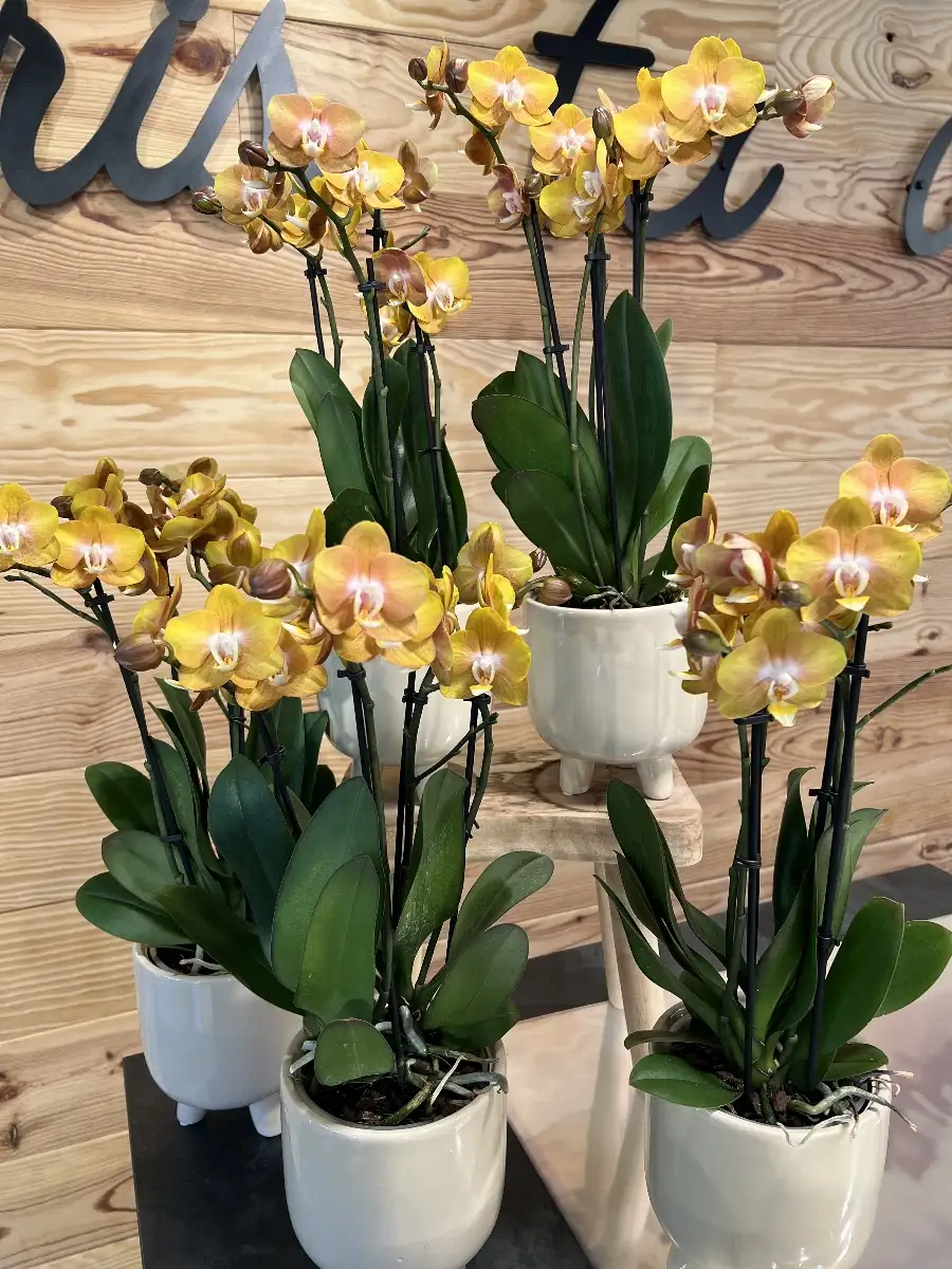 Orchidée Orange
