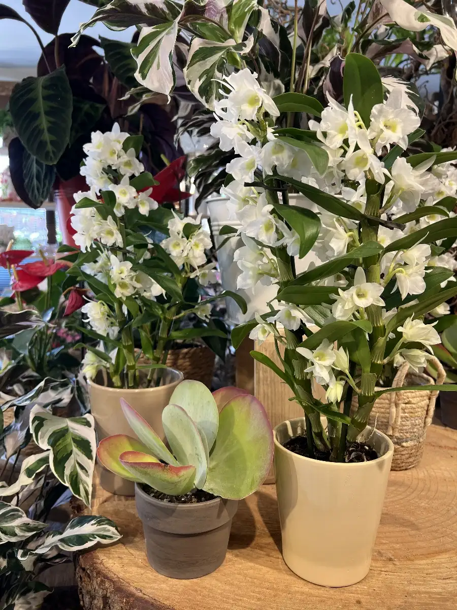 Dendrobium