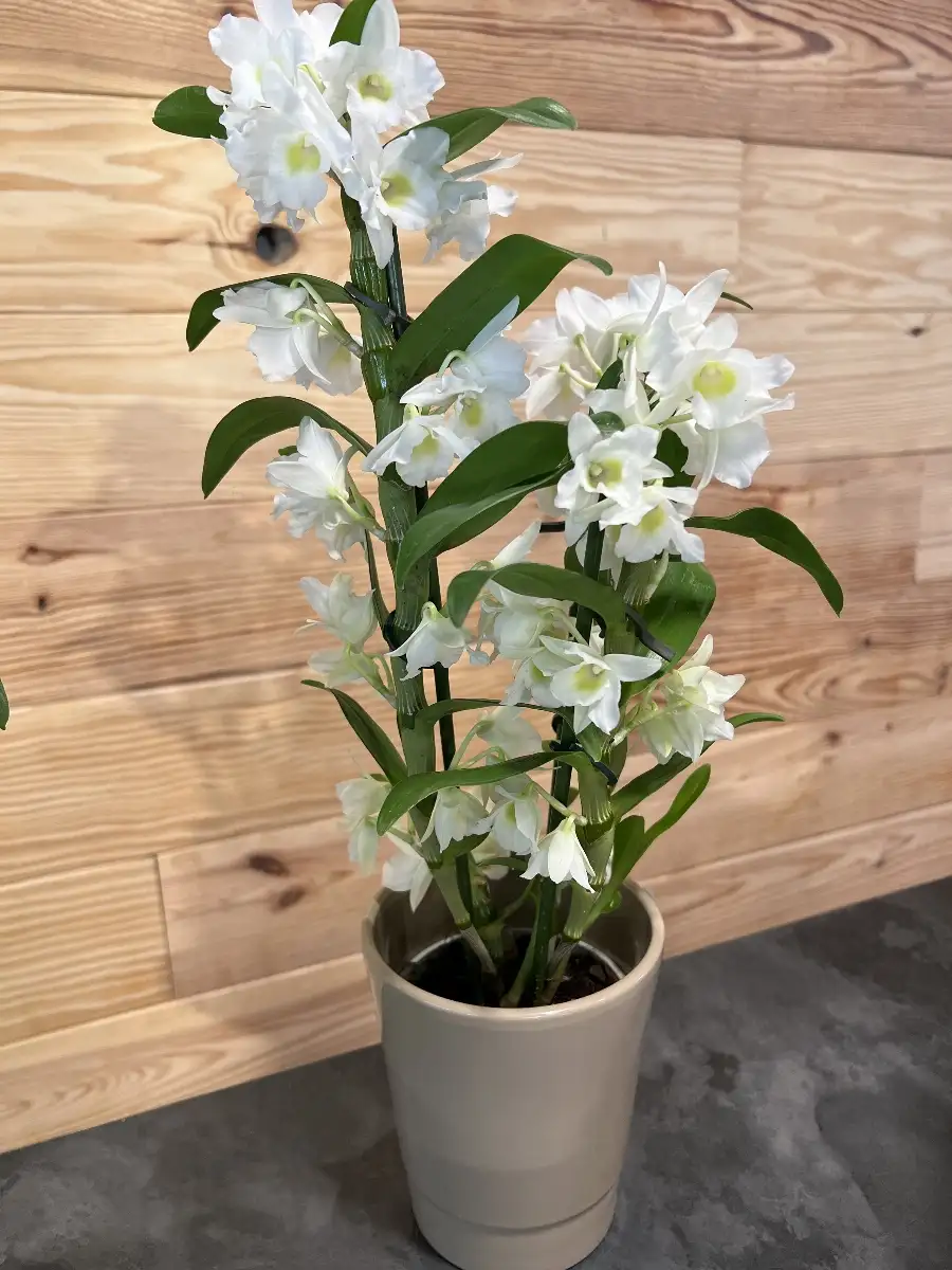 Dendrobium