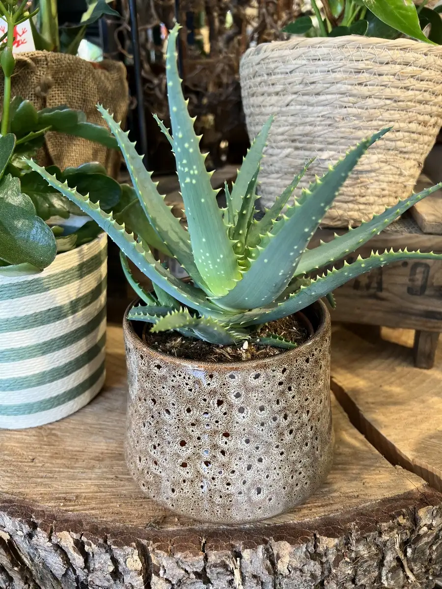 Aloe Vera
