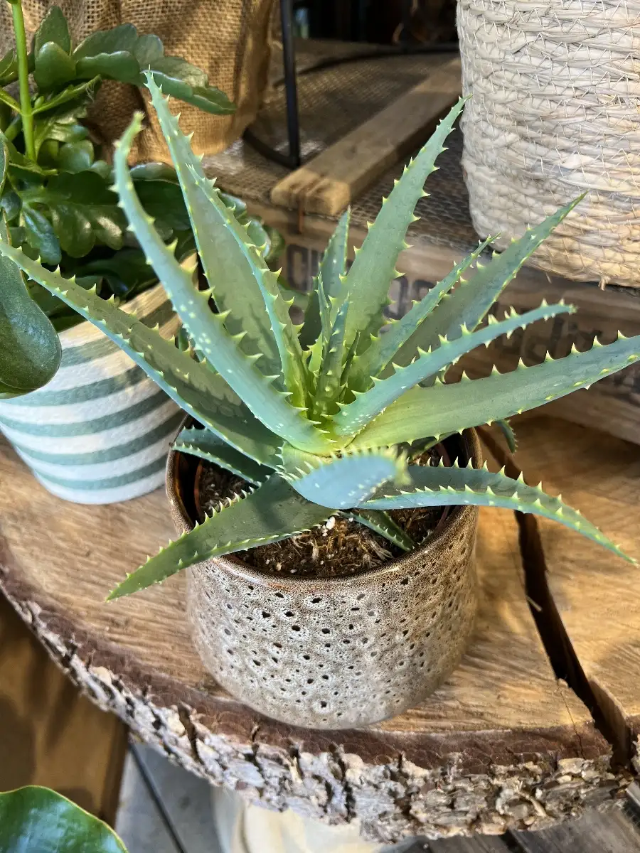 Aloe Vera