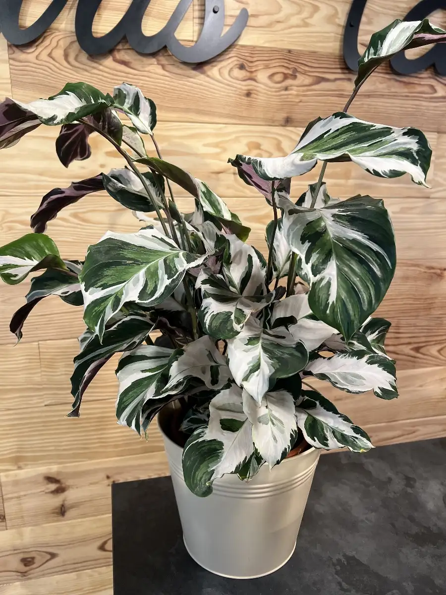 Calathea