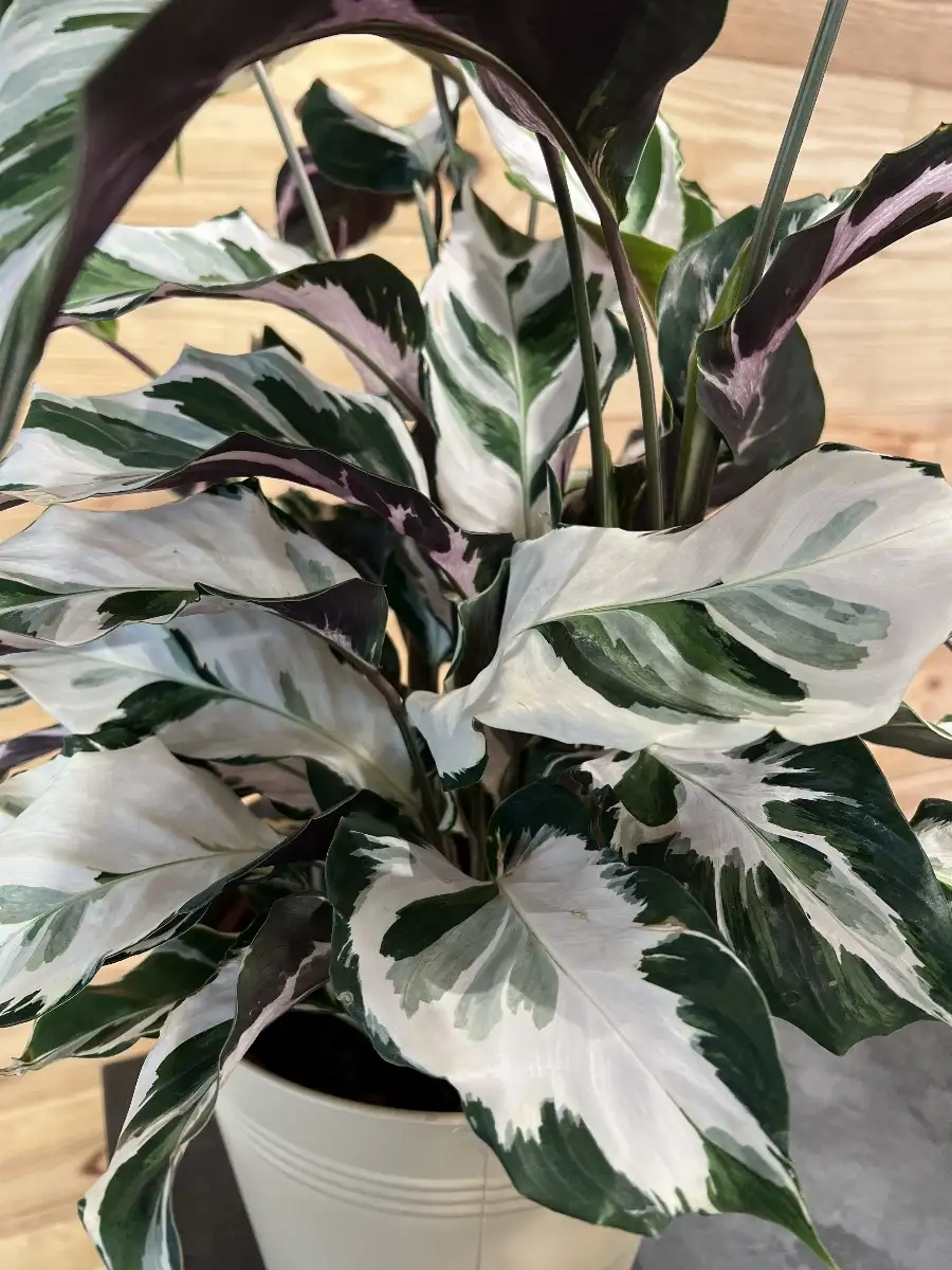 Calathea