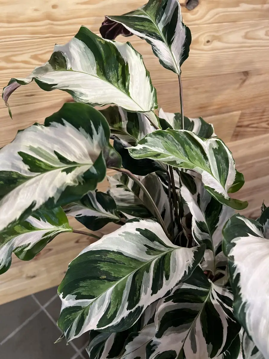 Calathea